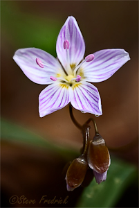 Spring Beauty